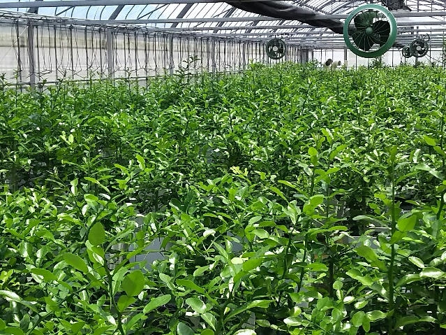 こぶみかん、コブミカン、コブミカンの葉、こぶみかん農園、国産こぶみかん、